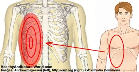 It is an organ that is part of the lymph system and works as a drainage network on the other hand, if you're talking just about the last rib on your left, then you can minus the heart, but that's still a lot of organs! Picture Of What Is Under Your Rib Cage / Right side organs under rib - Doctor answers ...