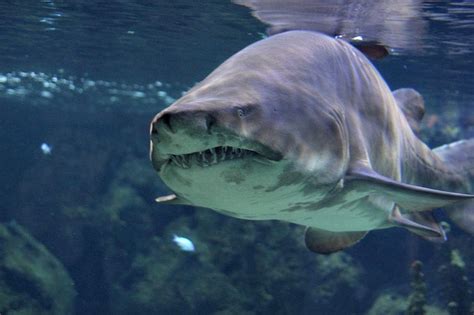 Which Sharks Attack The Most 10 Shark Species Responsible For The Most