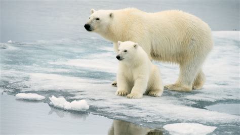 Organization Aims To Protect Polar Bears From Climate Change