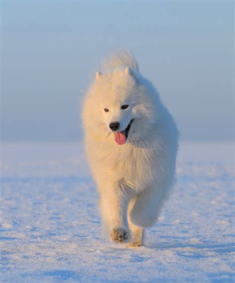 Samoyed Dog Snow White Dog From Russia Stock Photo Image Of