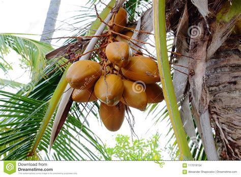 Closeup View Of Mature Coconut Fruits On Tree From Below Stock Photo