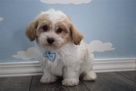All breeding dogs are health tested for genetic problems. Teacup Havanese Puppies | Happytail Puppies | Family Dog ...