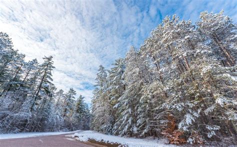 Snow Covered Pines Beautiful Forests Along Rural Roads Stock Photo