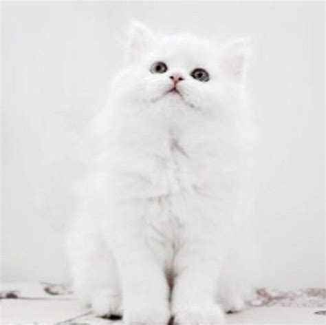 Pin By Areli Ur On Mis Gatos Fluffy Kittens Animals Cute Animals