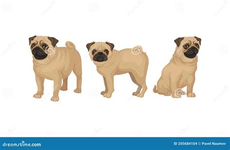 Pug With Wrinkly Short Muzzled Face And Curled Tail Vector Set Stock