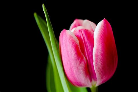 Tulip Flower Spring Pink Tulips Flowers 4k Hd Wallpaper