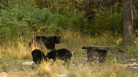Black Bears And Humans What You Should Know