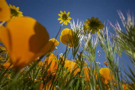 Superbloom Dazzling Wildflowers Blanket California