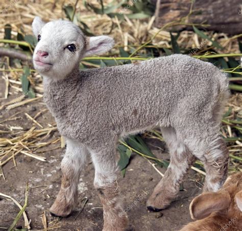 Young Baby Lamb — Stock Photo © Ozflash 177971566