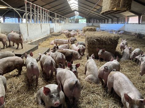 Farm Visit Taking Organic Pig Farming To The Next Level
