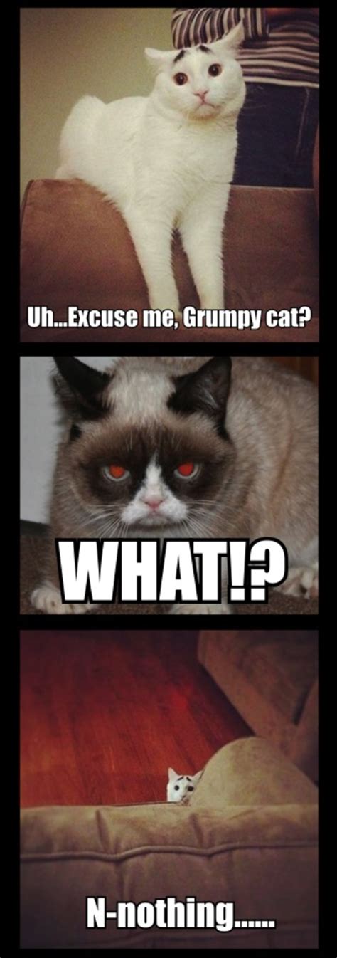 grumpy cat meets scaredy cat | Grumpy Cat | Know Your Meme