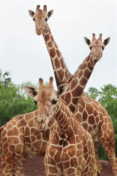 We provide the highest quality animals. San Antonio Zoo & Zoo School🦏 on | Giraffe, San antonio ...