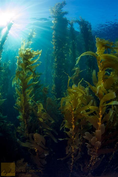 Sunlight Streaming Through The Catalina Kelp Forest Canopy