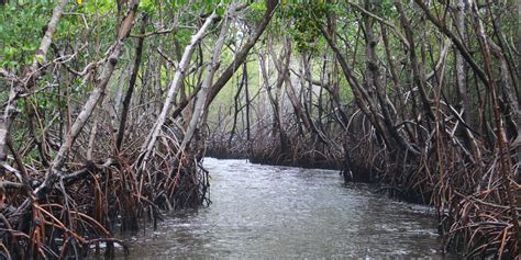 How Do Mangrove Forests Impact Marine Wildlife Gvi Aus