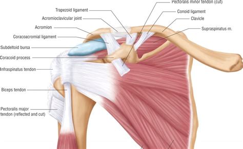 Exercise advice for shoulder pain the chartered society of. Shoulder Tendon Anatomy - Shoulder Structure ...