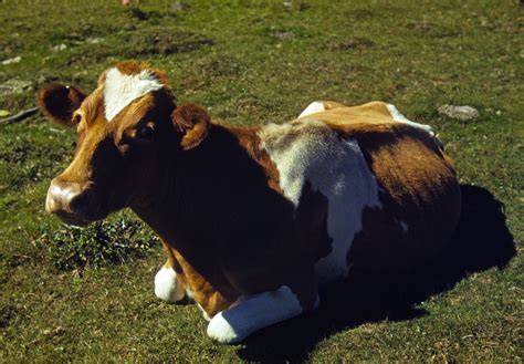 Fileguernsey Cow Or Calf Lying On The Ground Ca 1941 42