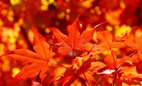 Red Maple Leaves Stock Photo Image Of Tree Orange Green 94136238