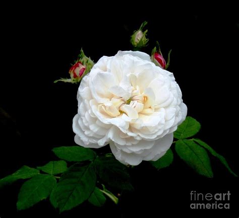 Light Pink Rose Photograph By Bren Thompson Fine Art America