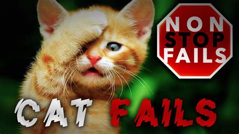 Nonstop Cat Fails Funny Cat Videos Cats Being Stupid