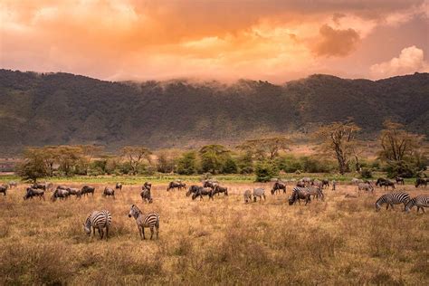 Landscape Of Ngorongoro Crater Herd Of Zebra And Wildebeests Also