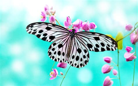 Flower Butterfly Wallpaper Pixelstalknet