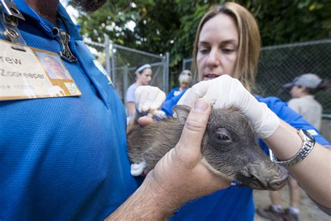 Zoo Miami Welcomes New Litter Of Warthogs Zooborns