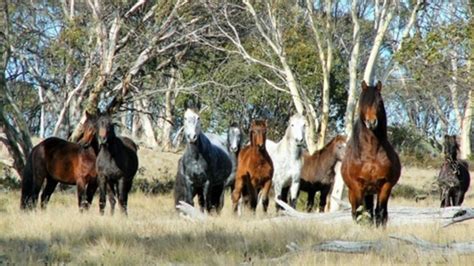 should our magnificent high country brumbies be culled triple m