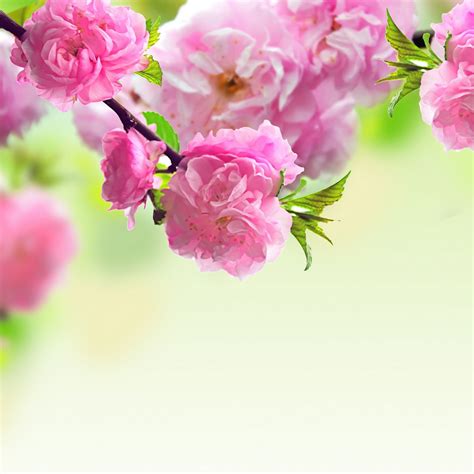 Download Spring Pink Flower Ipad Wallpaper Iphone By Bhobbs26