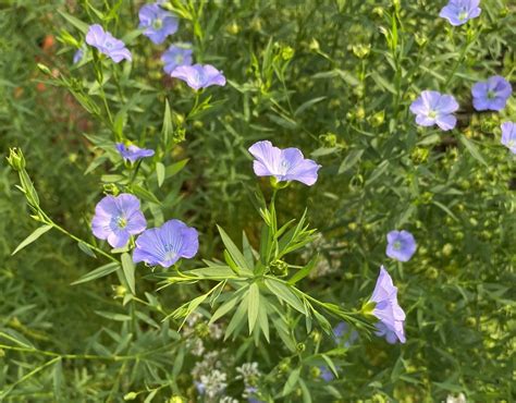 Flax Flowers And Gods Redemption Garden In Delight