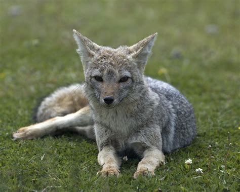 Gray Fox South American Grey Fox Pseudalopex Griseus To Flickr