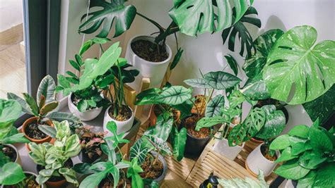 Top Exotic House Plants That Are Pleasing To Eyes And Joyous To The Heart Living Gossip