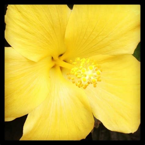 Yellow Hibiscus Hawaiis State Flower Natureza