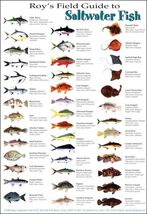 Tackle Box Id Florida Saltwater Fish Identification Card Set Three