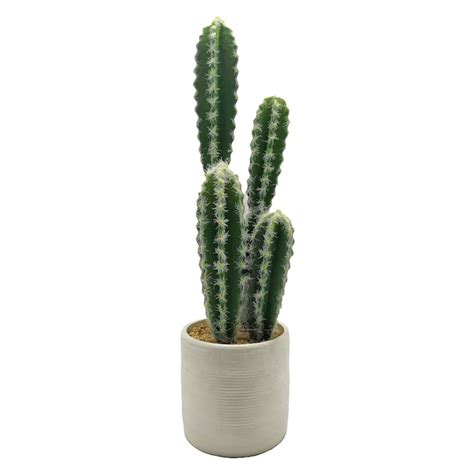 Cactus With White Planter 18 Cactus At Home Store White Pot