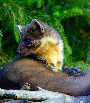 Now that you've gotten rid of the pests, how do you keep them away from coming back? Marten Removal & Control Services | Animal Exclusion ...