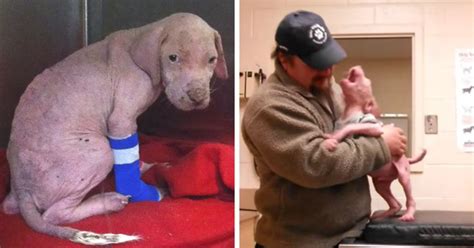 Pitbull Puppy Is Rescued Treated For Mange And Shows Endless