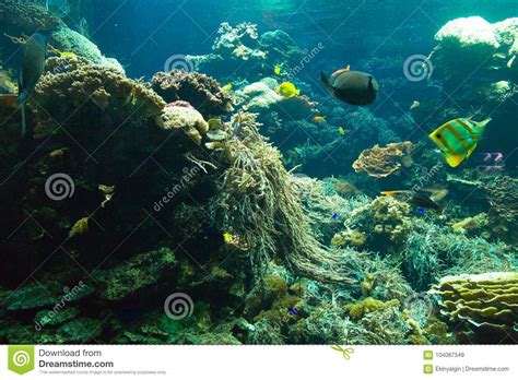 Deep Water Aquarium Underwater Landscape Stock Image Image Of