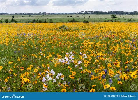 Field Of Texas Hill Country Yellow Wildflowers Stock Image Image Of