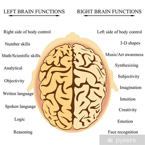 Hemisferios Cerebrales Y Sus Funciones