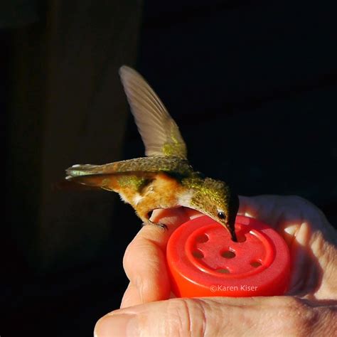 Der Zoo Hand Made Feeder For Hand Feeding Hummingbirds