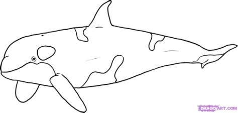 Art supplies ~ this is a list of the supplies we used, but feel free to use whatever. How to Draw Whales : Drawing Tutorials & Drawing & How to ...