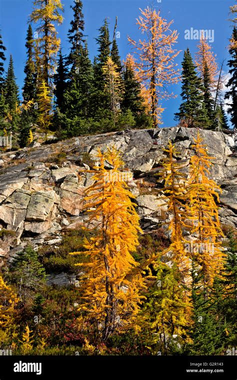 Washington Larch Trees In Autumn Colors In The Okanogan Wenatchee