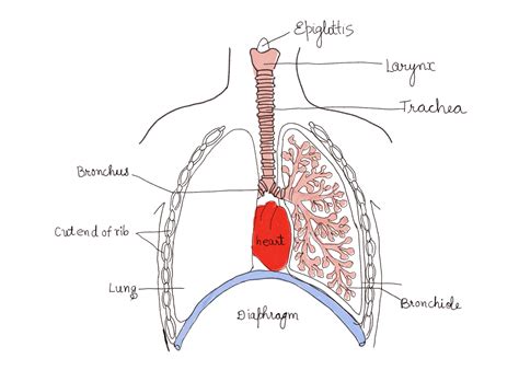Structure Of The Human Breathing System