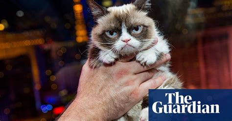 Pussy Galore Review ‘how Did Cats Become An Internet Sensation
