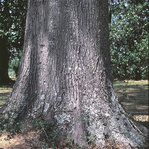 Learn About Willow Oak Arbor Day Foundation