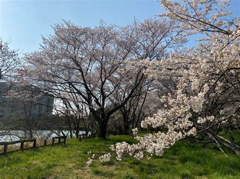 Make The Most Of Japans Cherry Blossom Season Kichi Japan