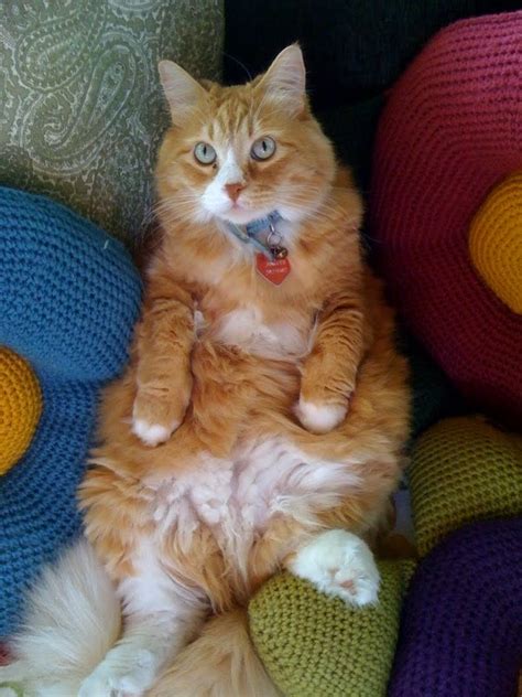 Michelle Martine Merrills Picture Of The Day Couch Potato Cat