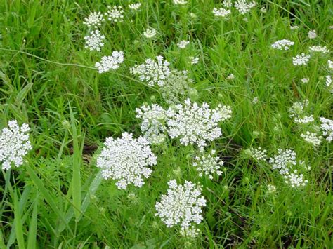 Controlling Wild Carrot In Hay Fields And Pastures Msu Extension