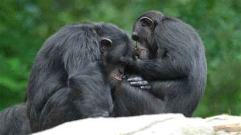 5 Ways Chimpanzees Are More Like Us Than You Think Explore Awesome