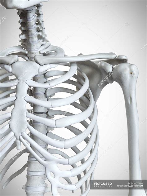 3d Rendered Illustration Of Shoulder Bones In Human Skeleton